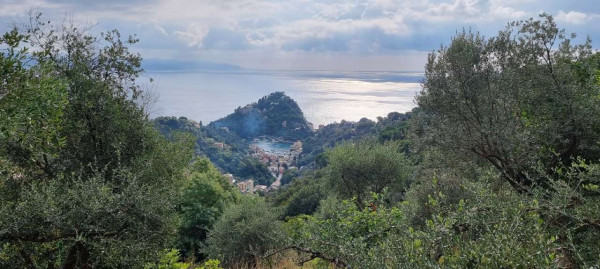 Villa in vendita a Portofino, Residenziale, Con giardino, 400 mq - Foto 5