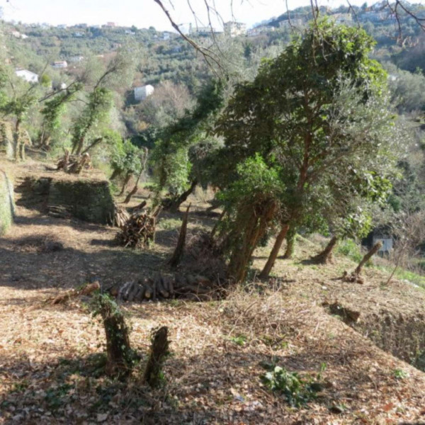 Rustico/Casale in vendita a Cogorno, Ruscalla, Con giardino, 3200 mq - Foto 23